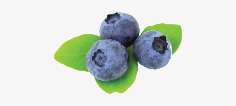 Be Right Back - Blueberries 5'x7'area Rug, transparent png #1964971