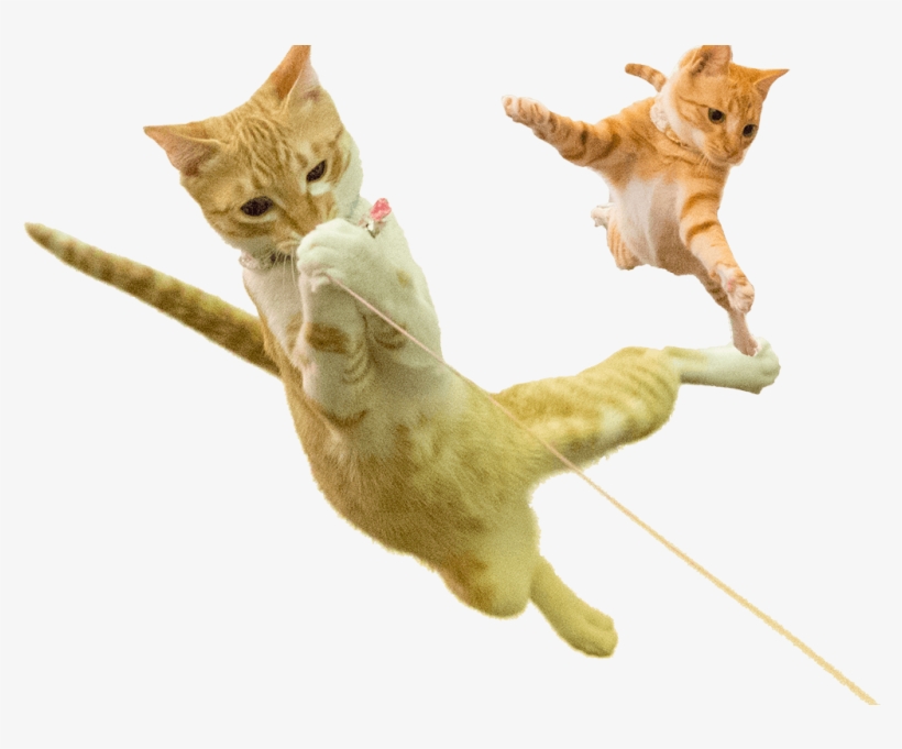 Pon And Yuzu-chan - Yuzu, transparent png #1972222