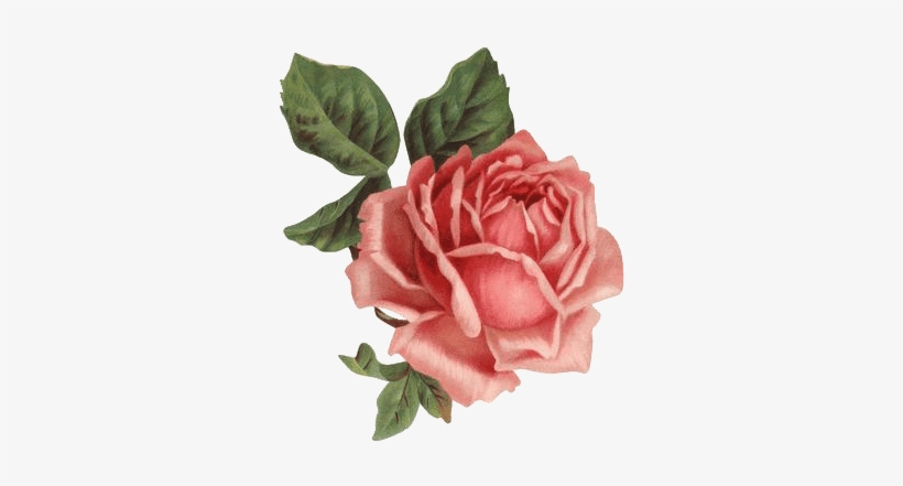 Hoy Completamos Con 30 Rosas Muy Bonitas, También En - Old Rose Informant By Brent C Dickerson, transparent png #1973252