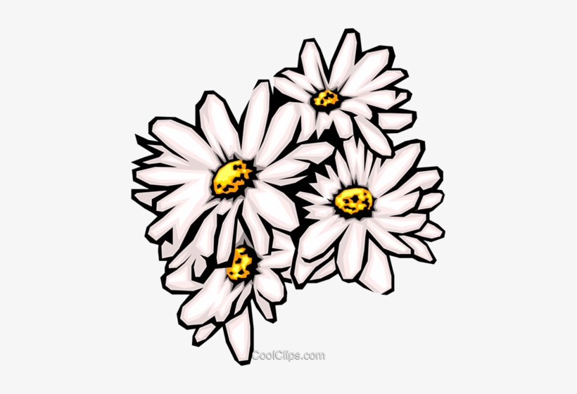 Pictures free daisies 50 Favorite
