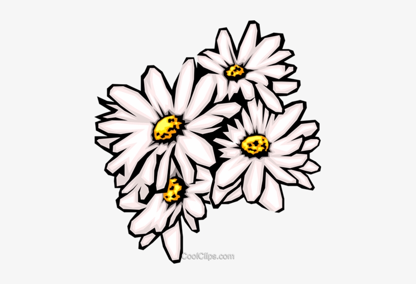 Free pictures of daisies