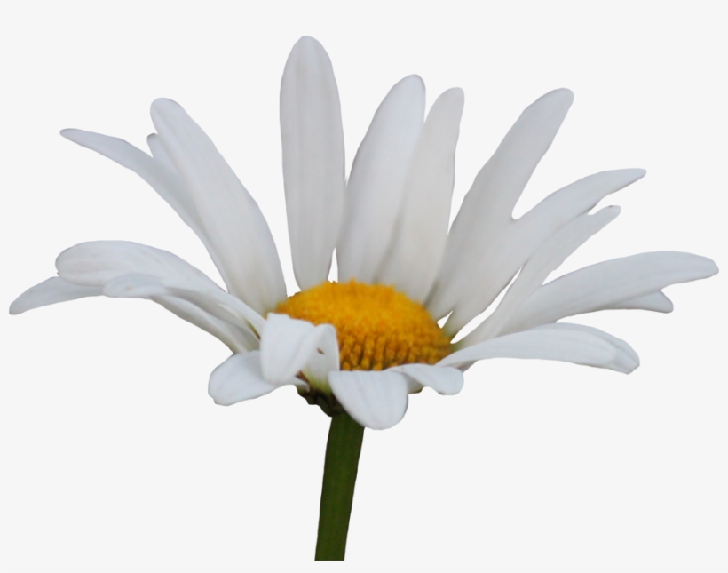 Shasta Daisy Png By Thy - Daisy Png, transparent png #1974423