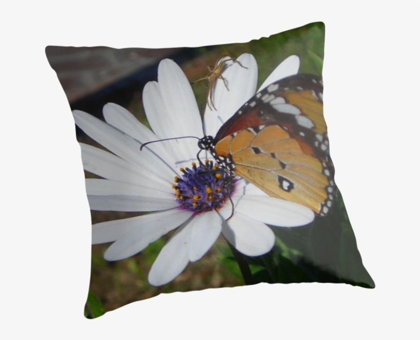 Weißes Gänseblümchen Und Schmetterling Grußkarte, transparent png #1974534