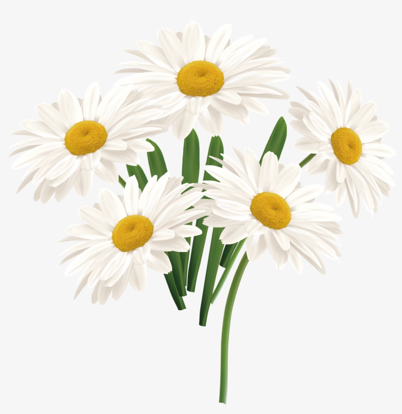 Flower Common Daisy White - Daisies In A Blue Watering Can - Seasonal Window Decorations, transparent png #1975237