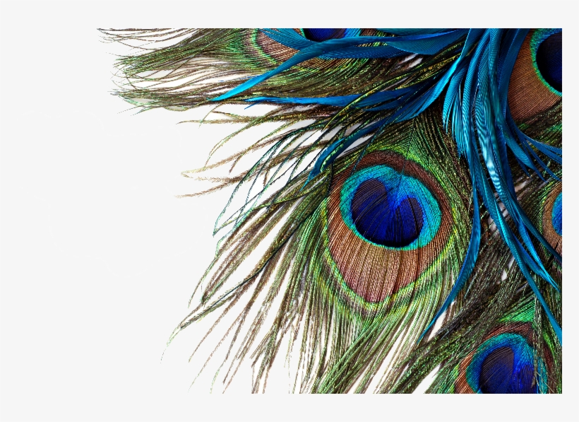Peacock Feathers - Peacock Feather High Resolution, transparent png #1975400
