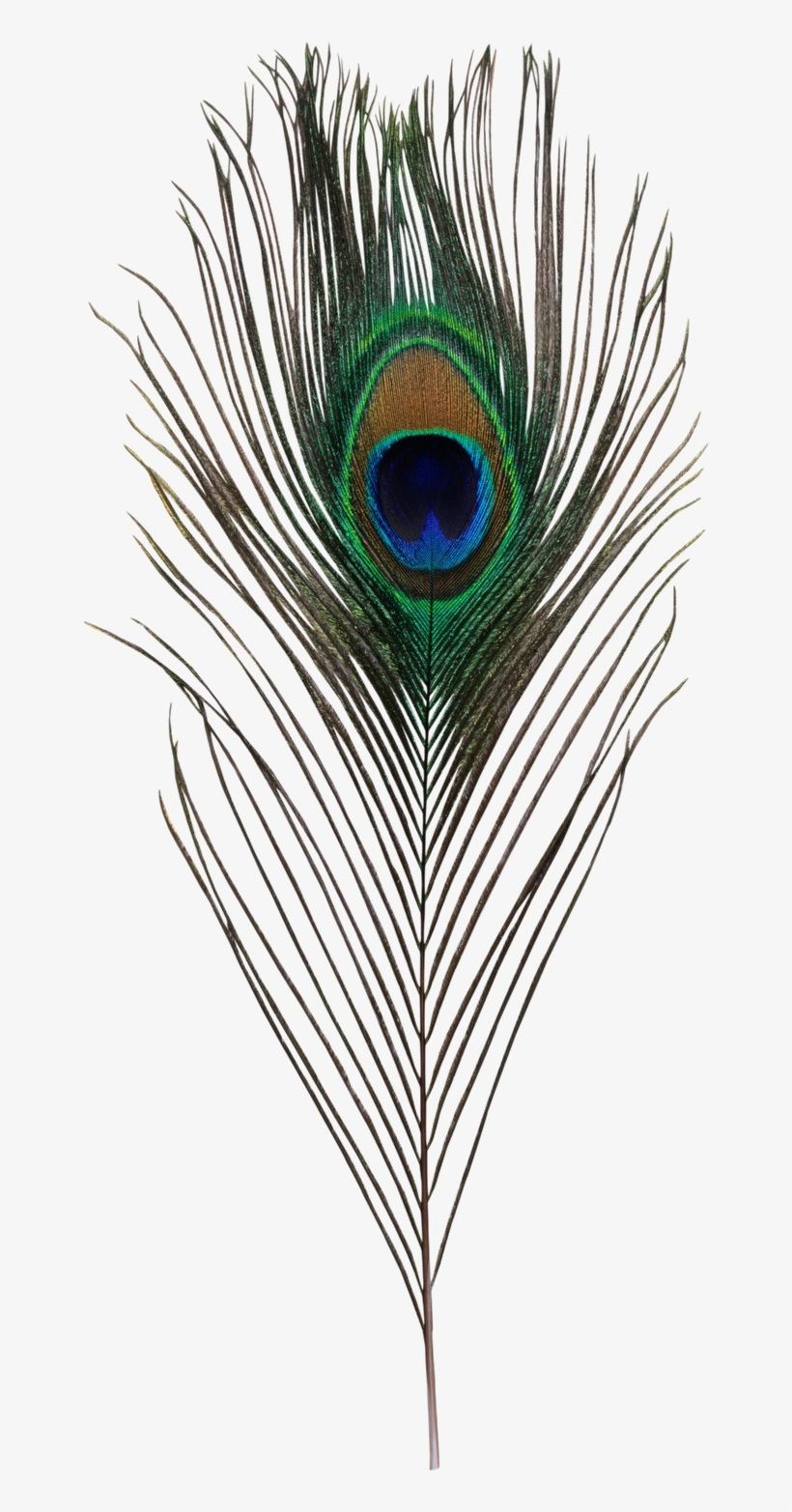 Peacock Feather Transparent Image - Png Krishna's Peacock Feathers, transparent png #1975539