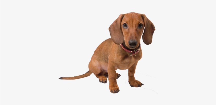 Vizsla And Dachshund Mix, transparent png #1975752