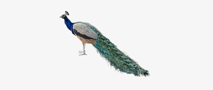 Peacock Feather Transparent Background Download - Nepal National Bird Png, transparent png #1975831