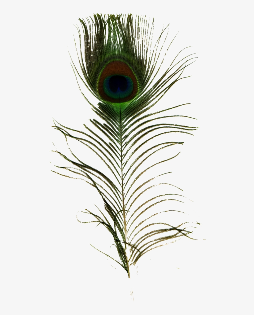 Single Peacock Feather Png - Peafowl, transparent png #1975918