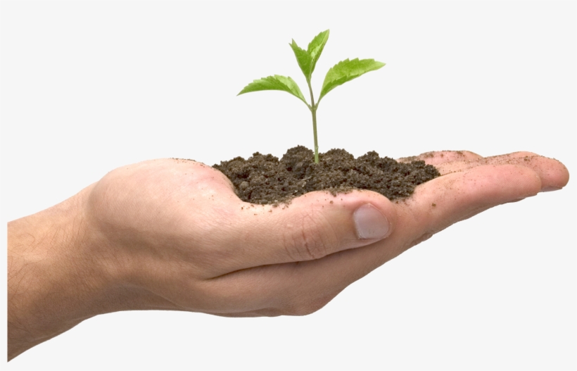 Soil In Hand Png - Seed Growing In Hand, transparent png #1976359