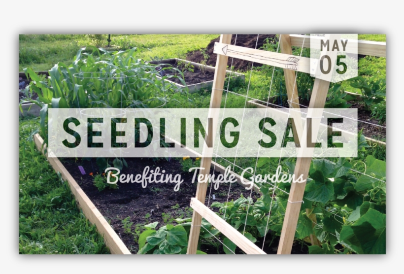 Seedling Sale, transparent png #1976430