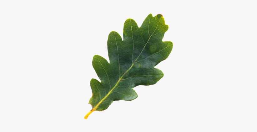 English Tree Leaf Png Pinterest - Oak Tree Leaf Png, transparent png #1976457