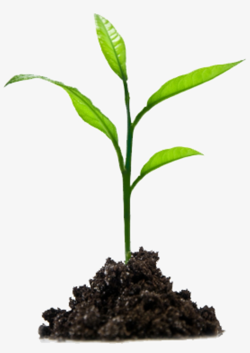Plant Seedling Png Images - Growing In Jesus, transparent png #1976575