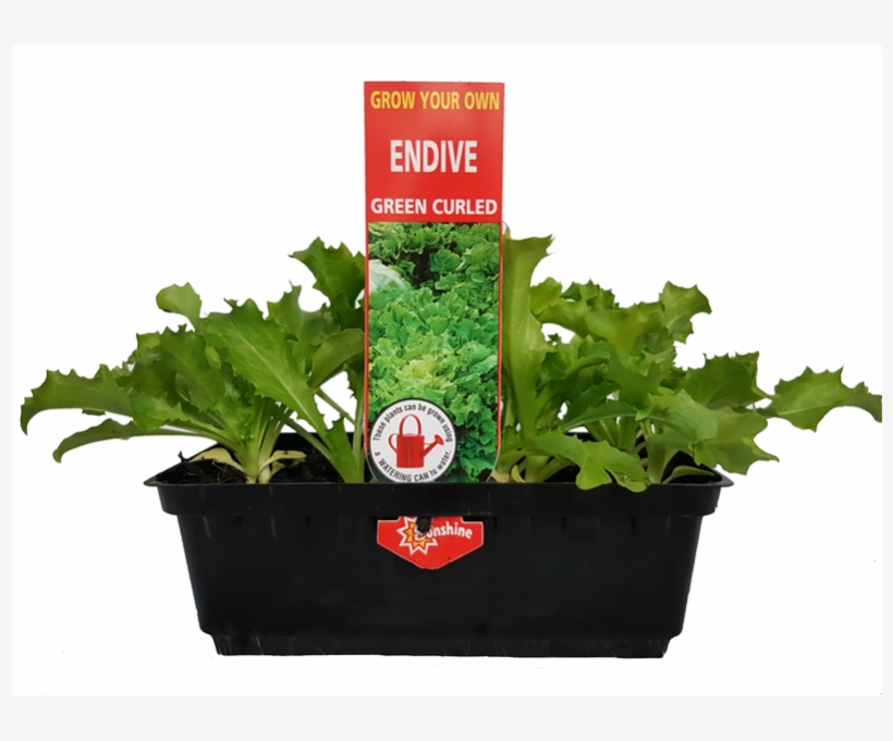 Grow Your Own Vegetable Seedling Punnet Range - Blueline Chicoria Escarola Lisa Bat.10gr, transparent png #1976622