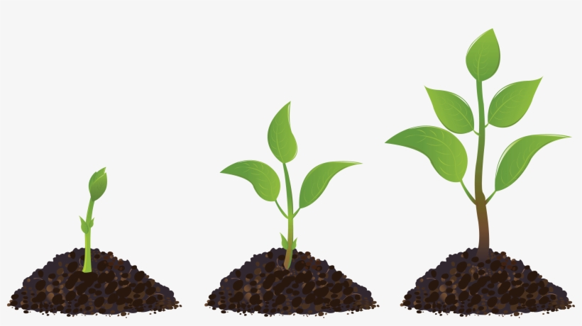 Clipart Sprout Drawing Seedling - Social Entrepreneur's Playbook: Pressure Test Your, transparent png #1976787