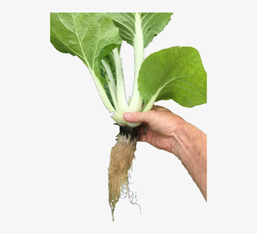 Seedling Baskets - Basket, transparent png #1976791