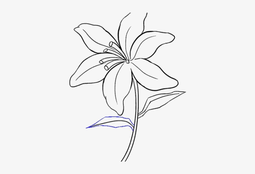 Drawn Lily Easter Lily - Drawing, transparent png #1977765