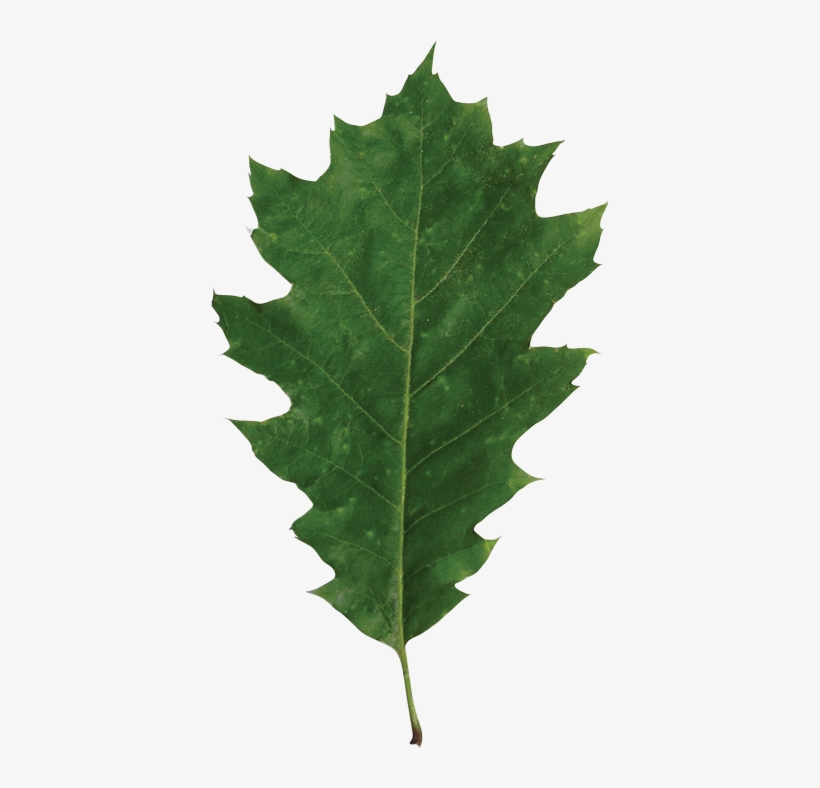 Identify A Leaf - Maple Leaf, transparent png #1978445