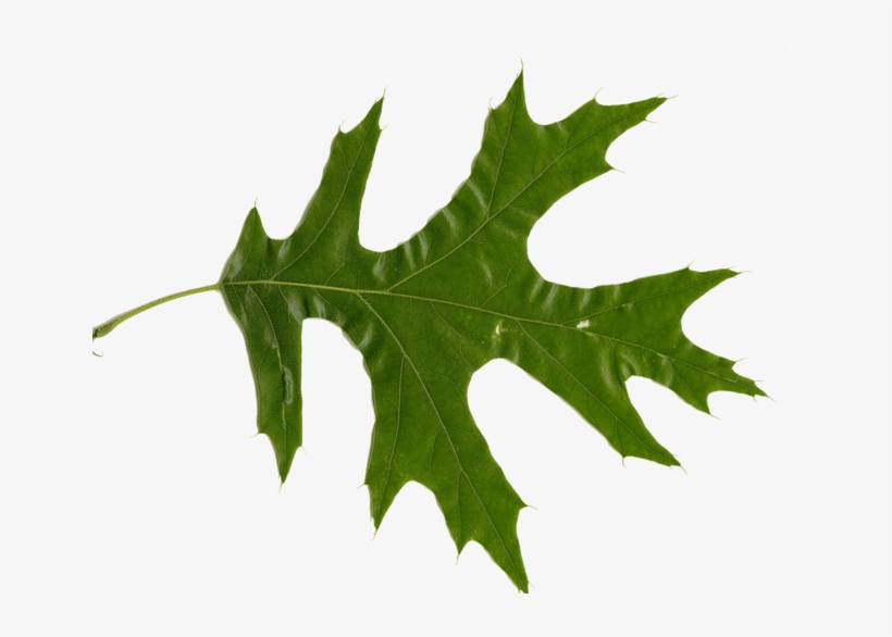 Picture Of Oak Leaves - Northern Red Oak L, transparent png #1978589
