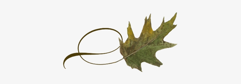 Spring Flowers, Autumn Leaves, Grapes Twisty Oak Leaf - Wedding, transparent png #1978728