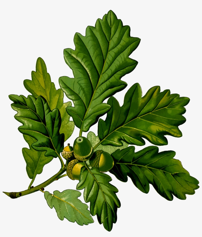 Sessile Oak Tree Art, transparent png #1978764