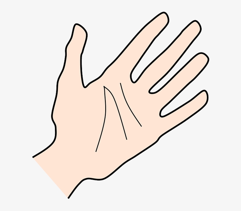 Hand, Palm, Human, Fingers - Clip Art, transparent png #1979413