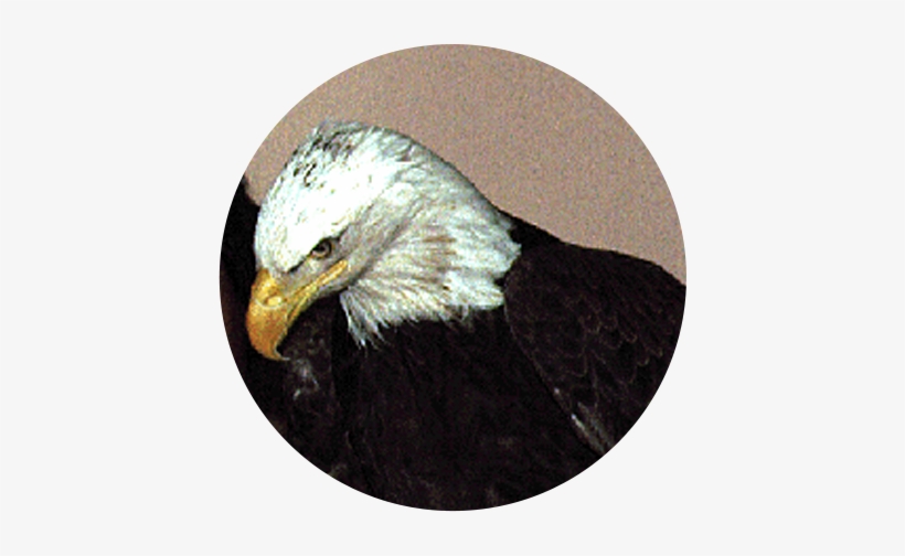 Bald Eagle, transparent png #1981279