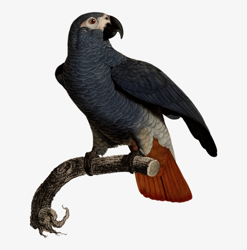 Eagle Fauna Vulture Beak Feather - Illustration, transparent png #1981403