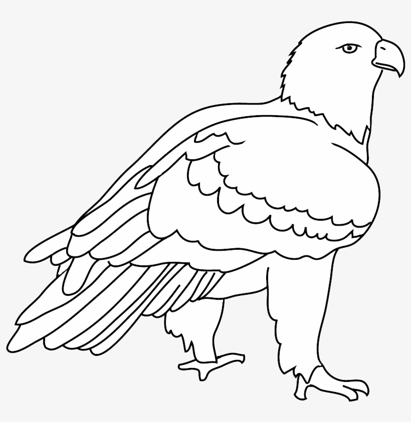 Eagles Birds Png, Eagles Birds Png - Drawing, transparent png #1981429