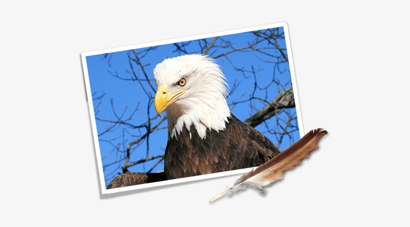 Where Eagles Fly Road Trip Car - Eagle Feather, transparent png #1981612