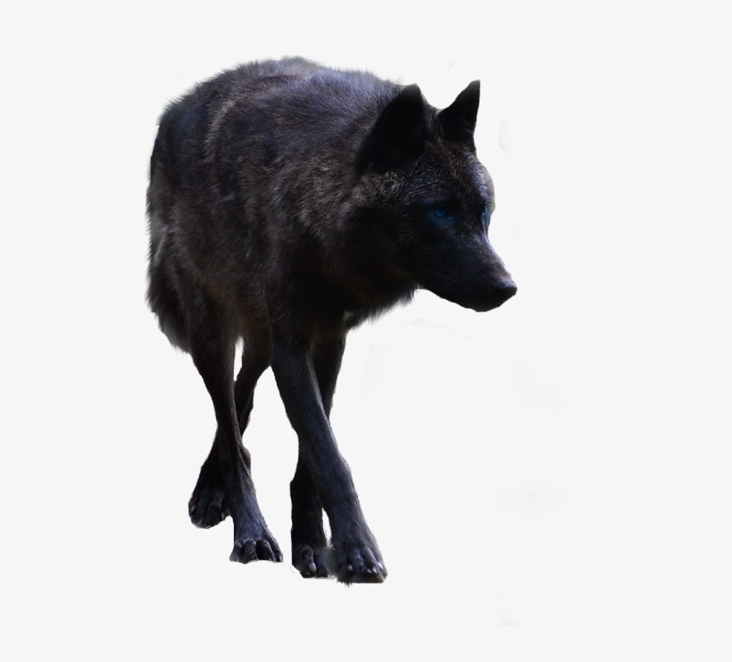 Black Wolf Pictures - Black Wolf Png, transparent png #1983272