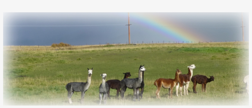 Rainbow, transparent png #1983557