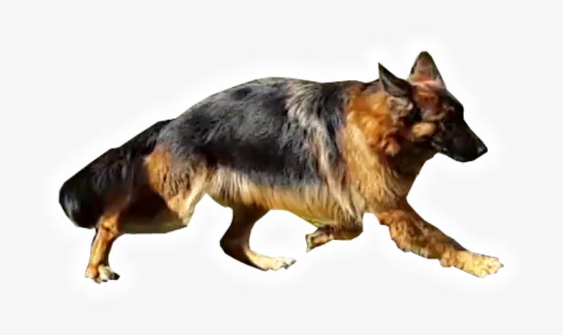 Welcome To Black-wolf Gsd Kennel - Old German Shepherd Dog, transparent png #1983630