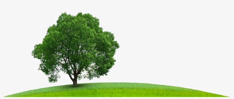Sustainability-hill Tree - Business: A Practical Introduction, transparent png #1984602