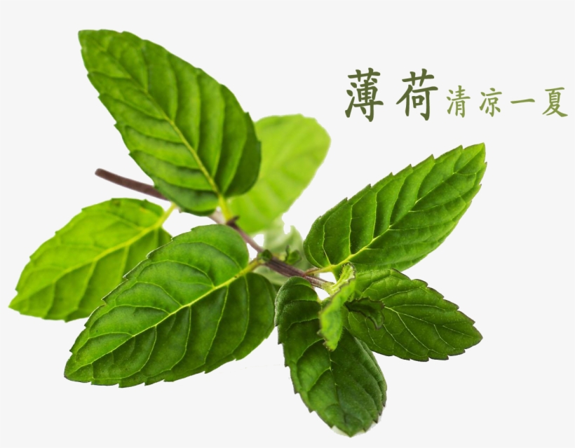 Peppermint Water Mentha Canadensis - Mint, transparent png #1985651