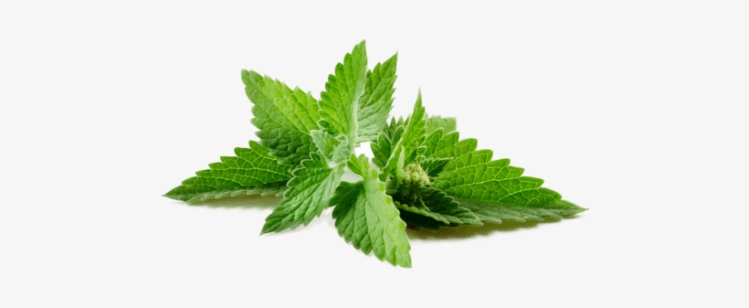 Peppermint - Heavenly Pure 4oz. Pure Natural Therapeutic Grade Peppermint, transparent png #1985746