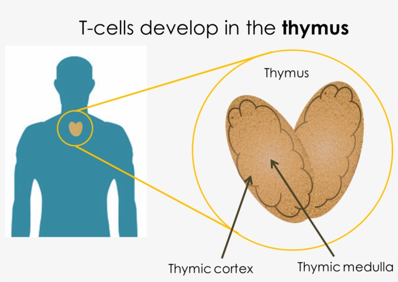 For Recognizing And Initiating Responses To Foreign - Jpeg, transparent png #1986054