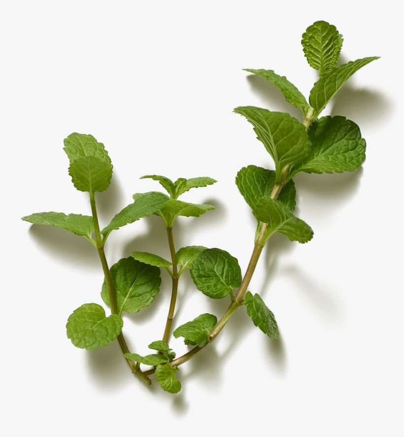 Images - Twig, transparent png #1986336