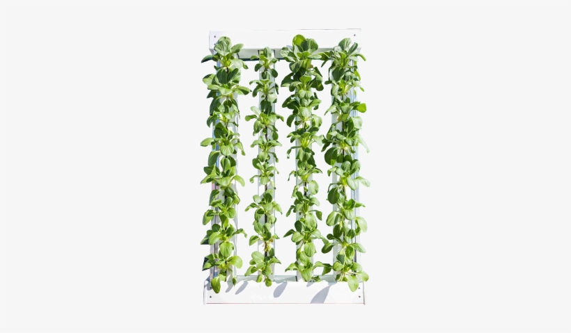 4 Tower Green Wall - Lily Of The Valley, transparent png #1987426