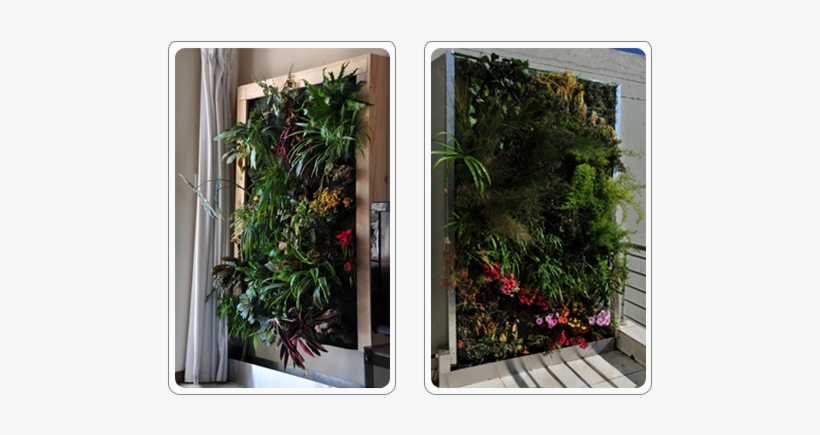 Living Walls For Indoors And Outdoors - Green Wall, transparent png #1987524