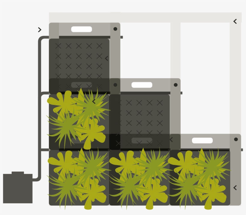 Structure Of A Sempergreenwall - Structure, transparent png #1987698