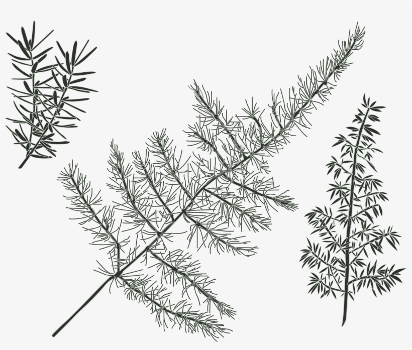Green Wall - Pond Pine, transparent png #1988517