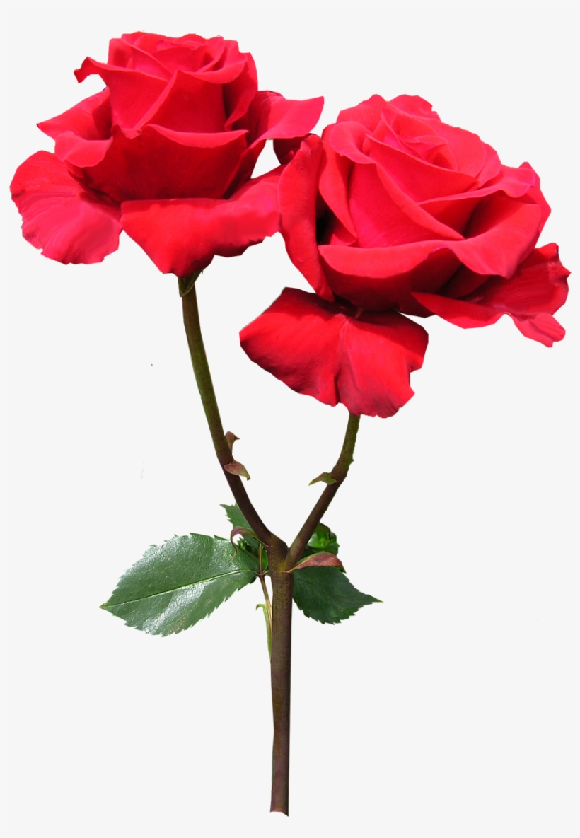 Pictures, Free Photos, Free Images - Flower, transparent png #1993415