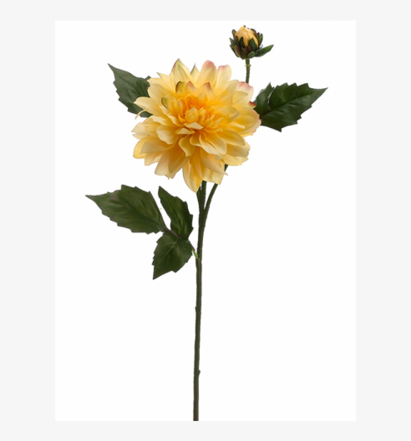 5" Dahlia Spray With 1 Flower And 1 Bud Yellow - Silk Plants Direct Dahlia Spray - Yellow - Pack, transparent png #1993442