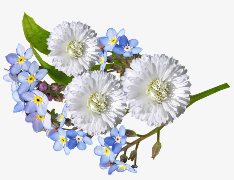 Daisy, White, Blue, Flowers - Blue And White Flowers Png, transparent png #1994663