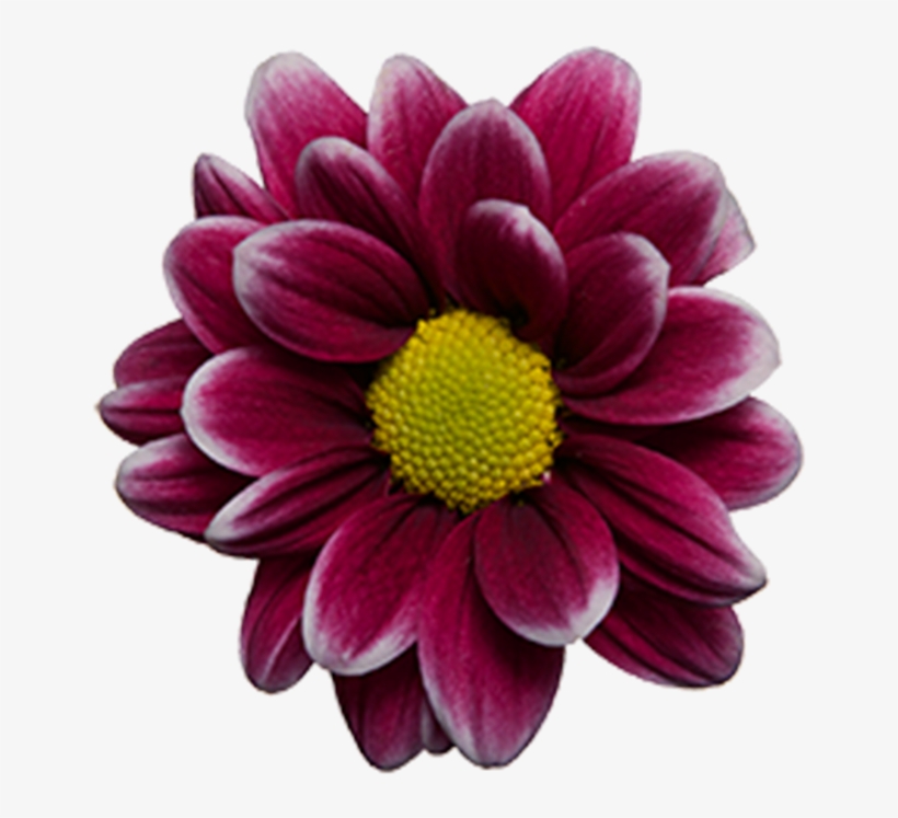 Click To Enlarge Image Purple White Daisy Handsome - Chrysanths, transparent png #1994812