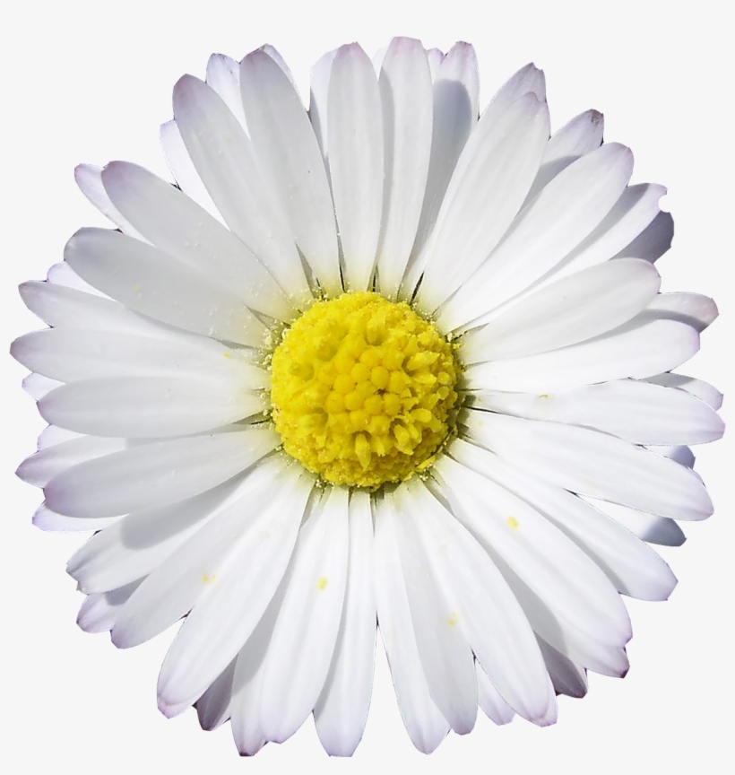 Gerbera Daisy White Yellow, transparent png #1995155