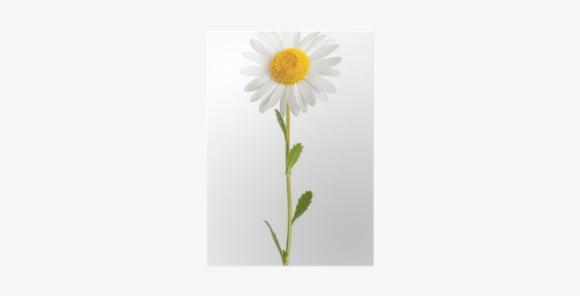 Daisy Flower White Background, transparent png #1995294