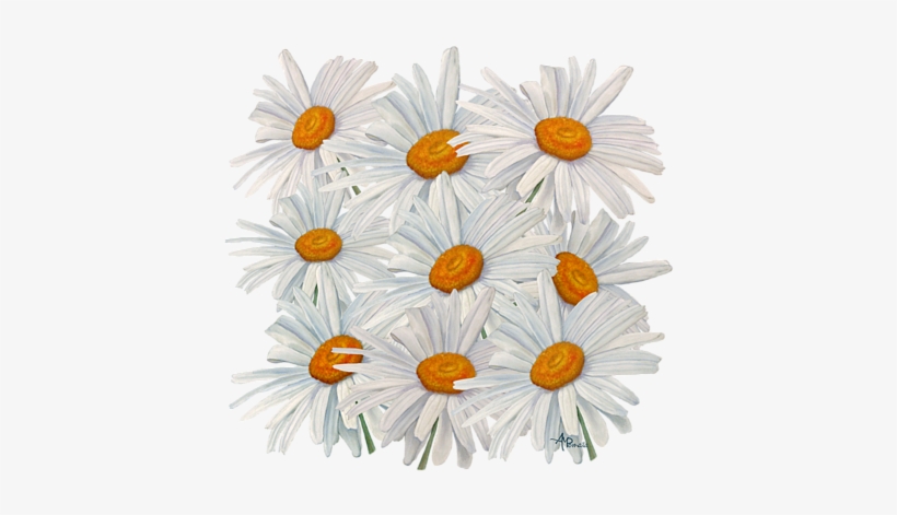 Bleed Area May Not Be Visible - English Marigold, transparent png #1995311