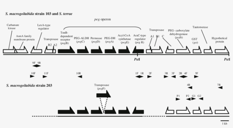 Gene Structures Of The Peg Operons And Upstream And - Upstream, transparent png #1998873